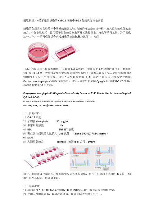 通道载玻片--受牙龈菌感染的Ca9-22细胞中IL-33免疫荧光染色实验-雷萌生物