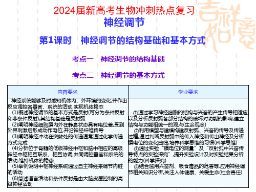 2024届新高考生物冲刺热点复习 神经调节