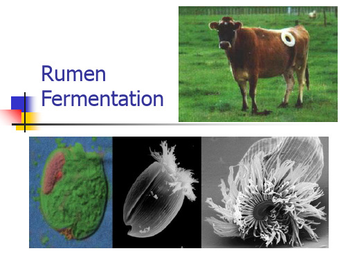 4 Rumen Fermentation 大学动物营养学课件 英文版