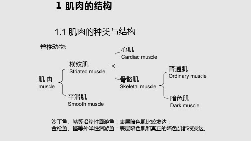 肌肉的结构PPT课件