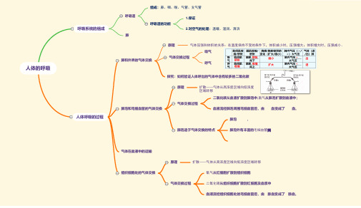 1-思维导图-主题4.2生物圈中的人-师-呼吸