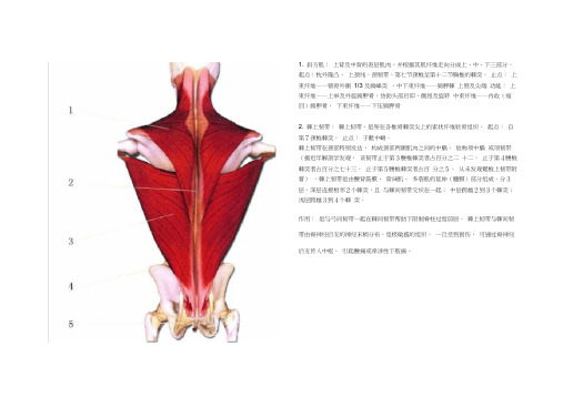 (完整版)全身肌肉图解汇总