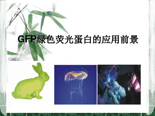 GFP绿色荧光蛋白的应用前景