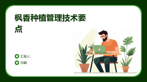 枫香种植管理技术要点