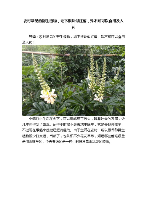 农村常见的野生植物，地下根块似红薯，殊不知可以食用及入药