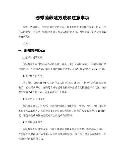 绣球菌养殖方法和注意事项