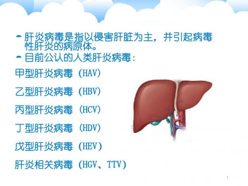 医学微生物 第章肝炎病毒PPT课件