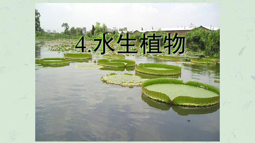 水生植物课件