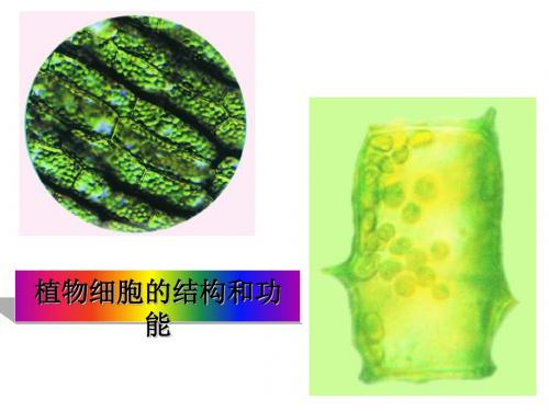 植物细胞的结构和功能PPT课件1