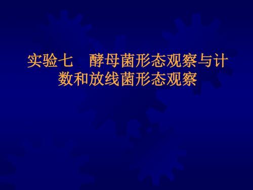 微生物实验@实验7 酵母菌形态观察与计数和放线菌形态观察