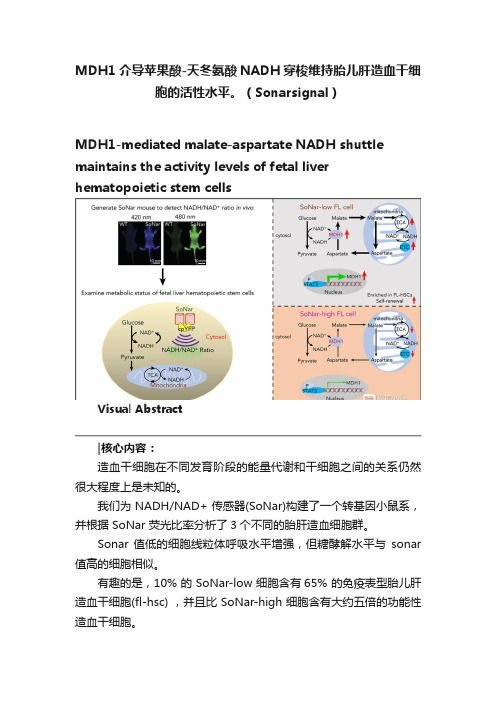 MDH1介导苹果酸-天冬氨酸NADH穿梭维持胎儿肝造血干细胞的活性水平。（Sonarsignal）
