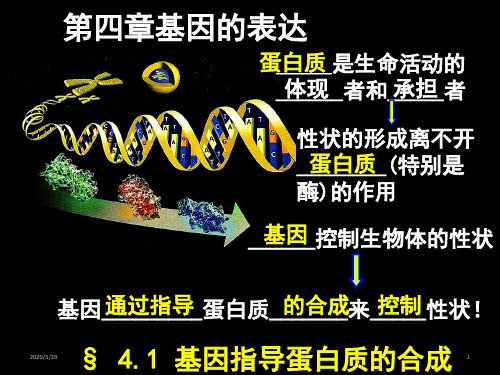 人教版高中生物必修二第四章 第一节 基因指导蛋白质的合成(共35张ppt)