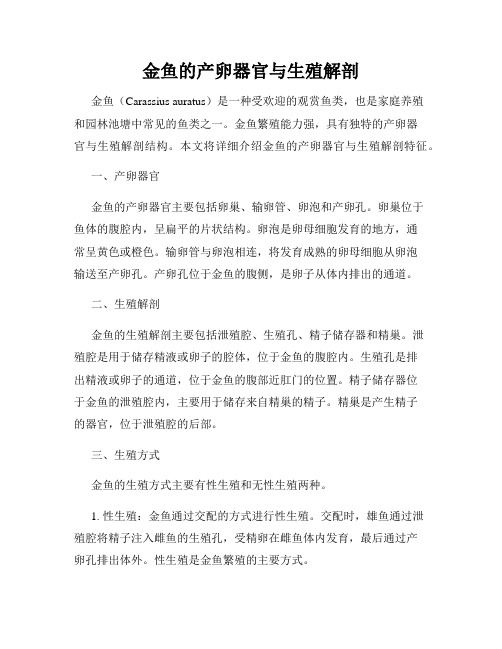 金鱼的产卵器官与生殖解剖