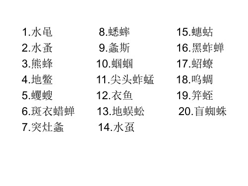 常见小虫100种(2)