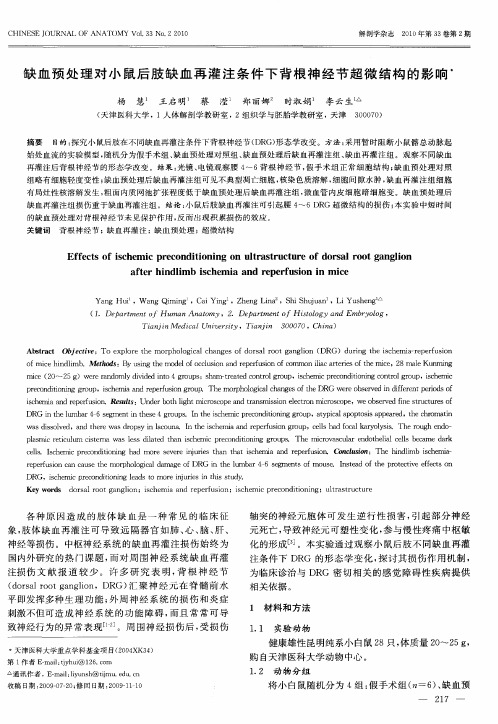 缺血预处理对小鼠后肢缺血再灌注条件下背根神经节超微结构的影响