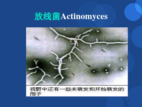 放线菌PPT精选课件