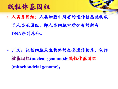 328.1线粒体遗传mtDNA的结构及表达特点