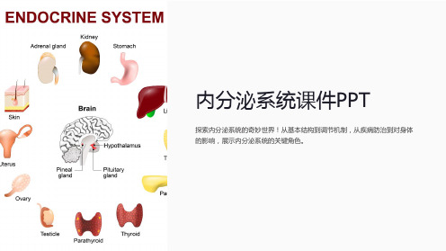 内分泌系统课件PPT