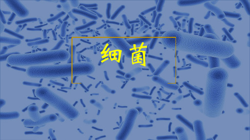 鲁科五四学制版七年级下册生物:第二节 细菌 (共44张PPT)