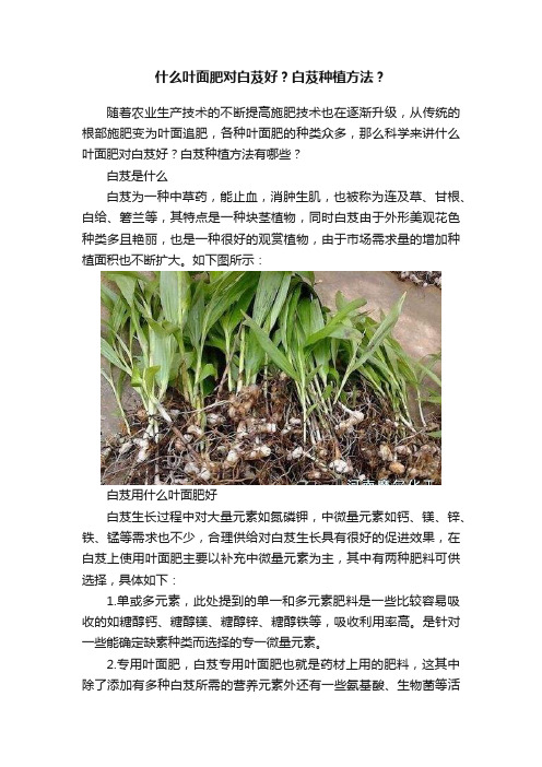 什么叶面肥对白芨好？白芨种植方法？