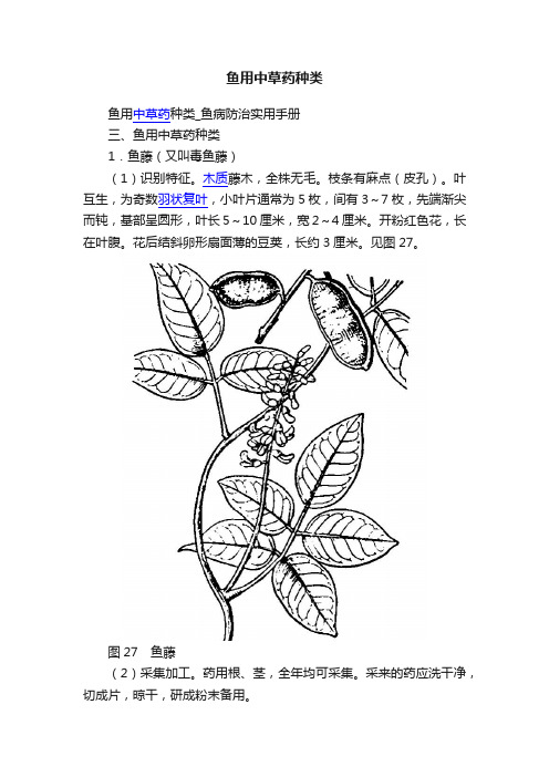 鱼用中草药种类