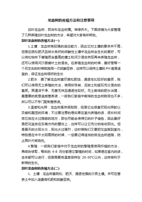 龙血树的养殖方法和注意事项