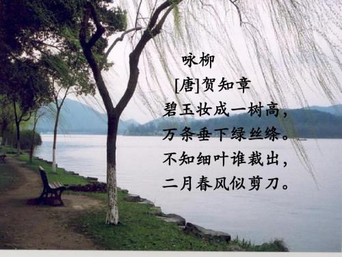 7《柳树》ppt课件