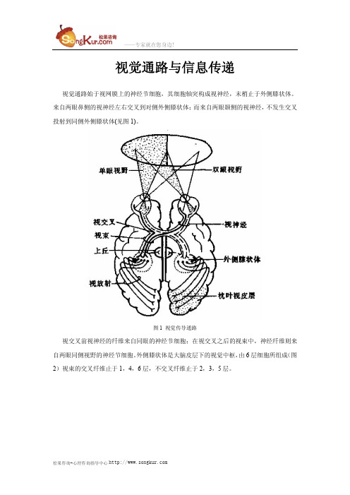 视觉通路与信息传递