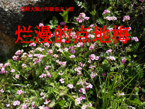 (西师大版)六年级语文上册_烂漫的点地梅_2精品PPT课件