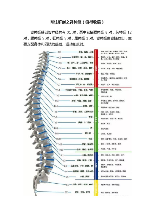 脊柱解剖之脊神经（值得收藏）