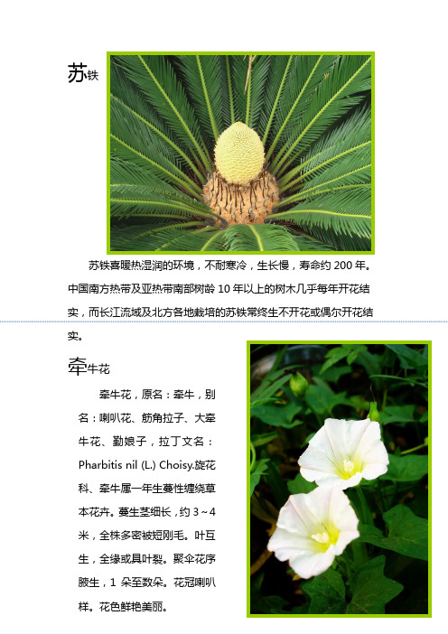 植物小档案