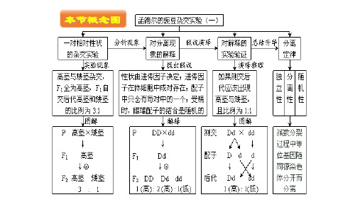 孟德尔定律和减数分裂知识点总结