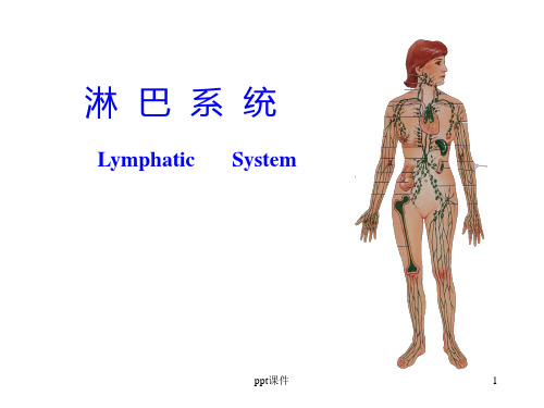 《人体解剖学》淋巴系统   ppt课件