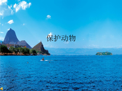 保护动物主题班会ppt课件