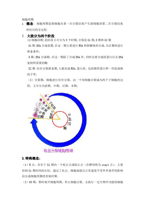 细胞周期