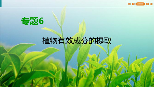 人教高中生物选修1 课件 专题6 植物有效成分的提取 专题复习方案6