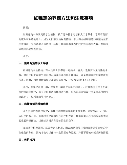 红稚莲的养殖方法和注意事项