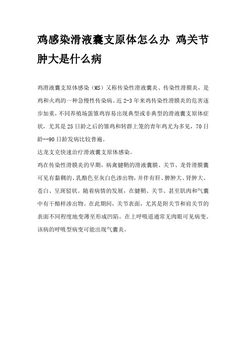 鸡感染滑液囊支原体怎么办 鸡关节肿大是什么病