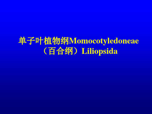 单子叶植物纲Momocotyledoneae