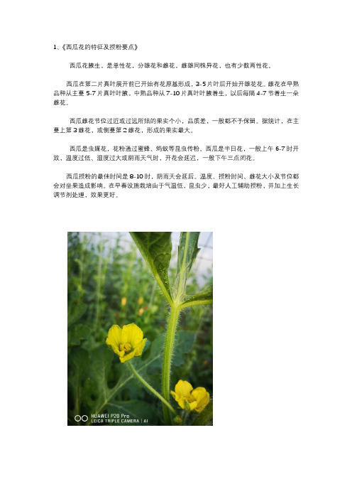 《西瓜花的特征及授粉要点》