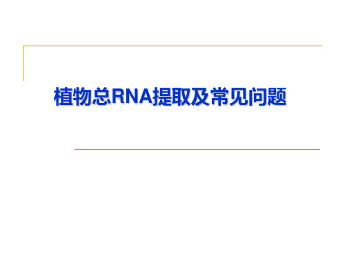 实验二  植物总RNA提取