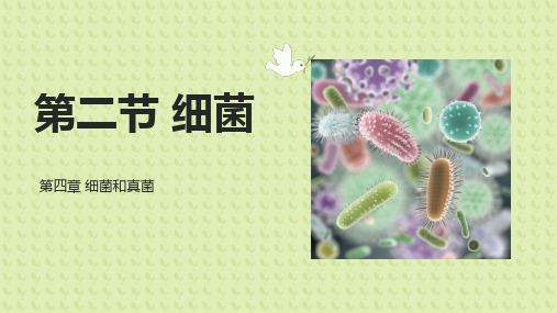 5.4.2细菌课件——初中生物学人教版八年级上册(共31张PPT)