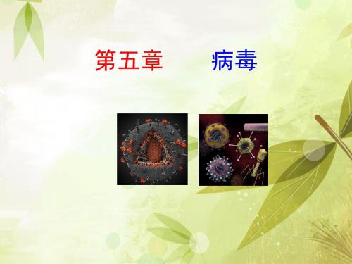 新人教版第五章 病毒