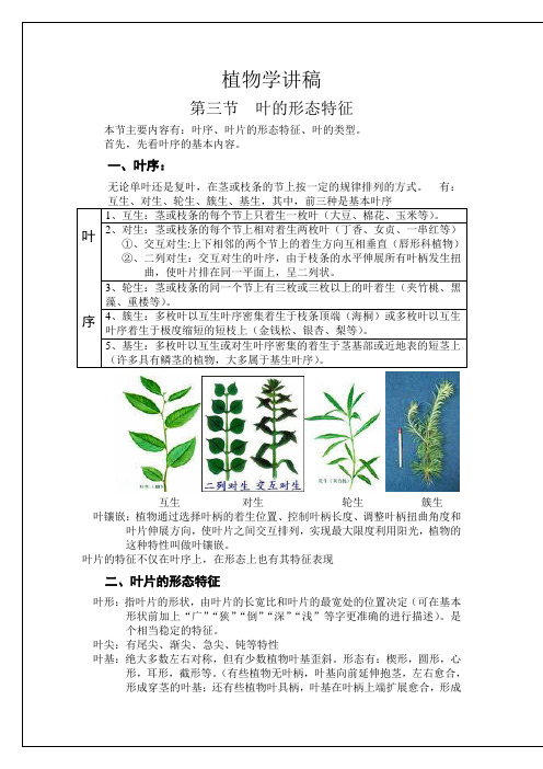 植物分类学(叶)讲稿