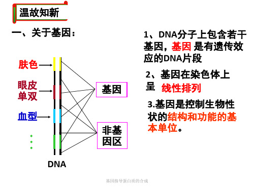 基因指导蛋白质的合成课件