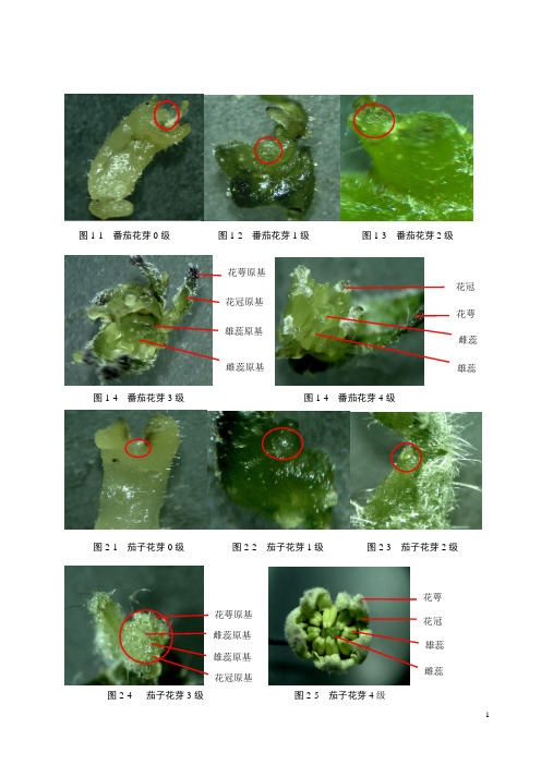 花芽分化