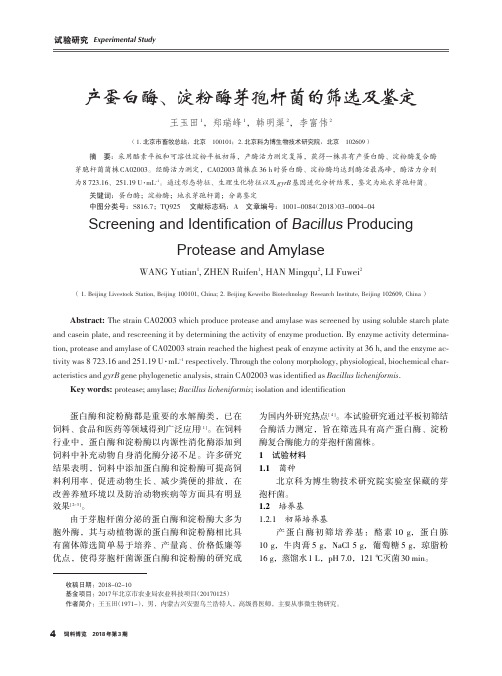 产蛋白酶、淀粉酶芽孢杆菌的筛选及鉴定
