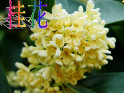 桂花