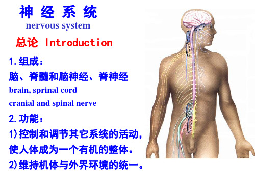 双语-神经系总论和脊髓