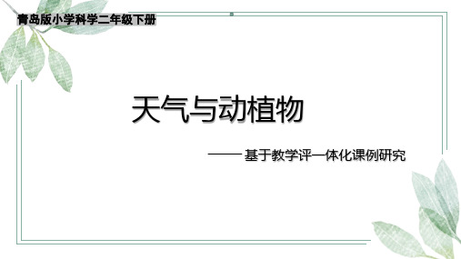 青岛版二年级下册科学3.9天气与动植物说课稿-